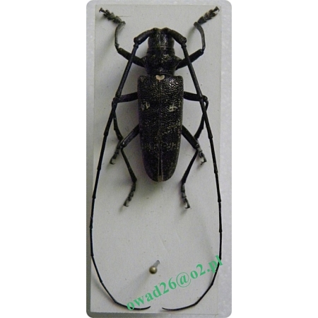 Monochamus sartor Fabricius, 1787 male Żerdzianka krawiec